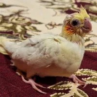 فروش پرنده