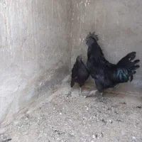 یک جفت مرغ و خروس ایام سمانی اصل