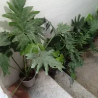 گل سیکاس برگ انجیری
