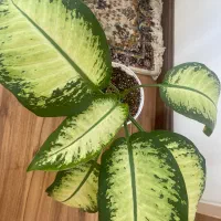 گل آپارتمانی دیفن باخیا|گل و گیاه طبیعی|زنجان, |دیوار