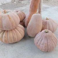 کدو تنبل انجیری