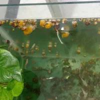 حلزون سیب|ماهی|گرگان, |دیوار