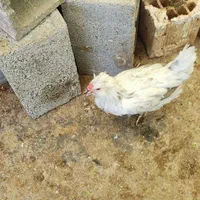 مرغ گلین|حیوانات مزرعه|اصفهان, امین‌آباد|دیوار