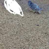 کبوتر نر هفرنگ