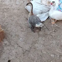 قوغاز اکراینی ماده