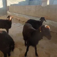 ۵ راس قزل ۲ دندان لخت