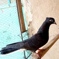 جوجه دوم سفید