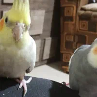 یک جفت عروس هلندی سخنگو به فروش می رسد|پرنده|زرقان, |دیوار