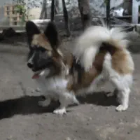 یک جفت اشپیز آلمانی اورجینال