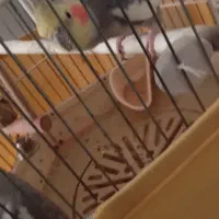 عروس هلندی فوری|پرنده|قرچک, میرزائی جنوبی|دیوار