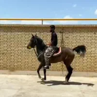 نریون ومادیون کرد|اسب و تجهیزات اسب‌سواری|ری, علایین|دیوار