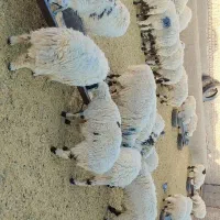 بره پر و چاق|حیوانات مزرعه|کورین, |دیوار