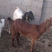 فروش بز کهر دار کولار