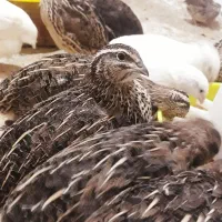 بلدرچین تخمگذار (وزن بالای ۳۰۰ گرم)