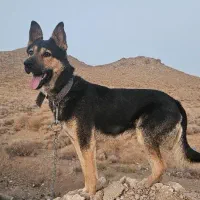 ژرمن ورک لاین نر 13 ماهه