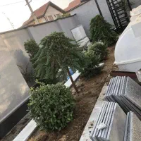 باغبانی تعویض گلدان در کرج چهارباغ مهرشهر کیانمهر|خدمات باغبانی و درختکاری|چهارباغ, |دیوار