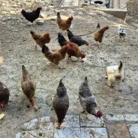 مرغ و خروس محلی