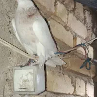 فروش طوقی.|پرنده|کوار, |دیوار