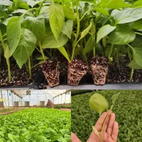 نشا بادمجان کشیده