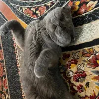 گربه اسکاتیش نرواسه نسل گیری