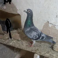 کفتر