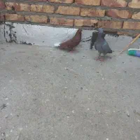 پرنده