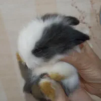 بچه خرگوش لوپ اهلی