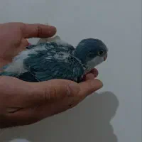 جوجه راهب آبی|پرنده|قم, انسجام|دیوار