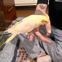 عروس هلندی رام و دستی