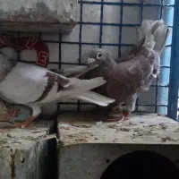 کبوتر