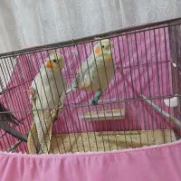 عروس هلندی ماده