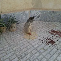 سه تا مرغ تخم‌ گذار