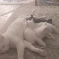 بچه گربه پرشین