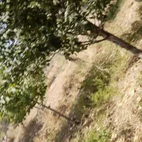 کود مرغ گوشتی