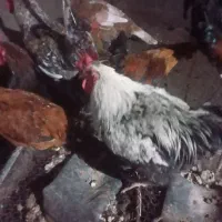 خروس