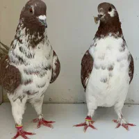 جفت های . ساعت بالا . گرو دولاب . عتیقه