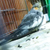 عروس سه ماهه