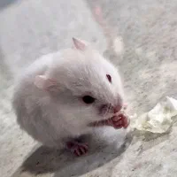 موش|موش و خرگوش|کرمان, |دیوار