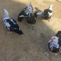 اردک اسرائیلی نر