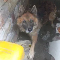 سگ ژرمن شوالین