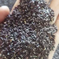 بزرک سیاه تازه هست مال امسال