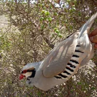 عروسک کوهستان