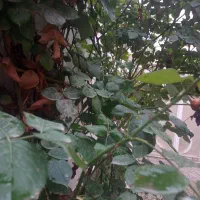 راهنمایی بفرمایید