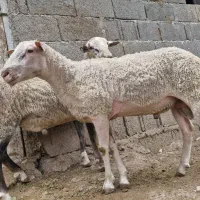 ۲ راس گوسفند نر رومن نژاد خالص آداپته با چرای آزاد|حیوانات مزرعه|کرج, کوی کارمندان شمالی|دیوار