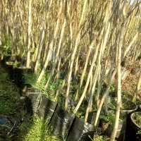 انواع نهال دو ساله و سه ساله ریشه پرس و گلدانی