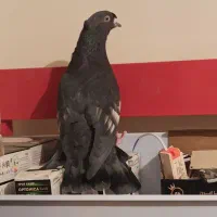 تافته ای دوکاکله و سیاه تو دم دار گمشده