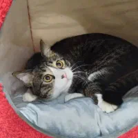 واگذاری گربه DSH نر|گربه|کرج, گوهردشت|دیوار