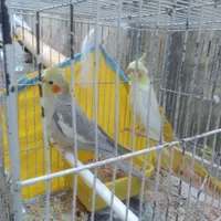 طوطی عروس|پرنده|رشت, بازار|دیوار