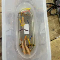 اکواریوم و ماهی و لوازمات|ماهی|بندر ماهشهر, |دیوار