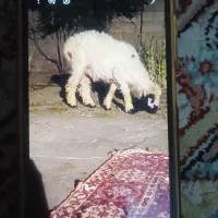 گوسفند فروشی